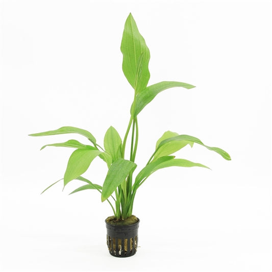 Echinodorus Argentinensis - Aquascape - Aquariumplants