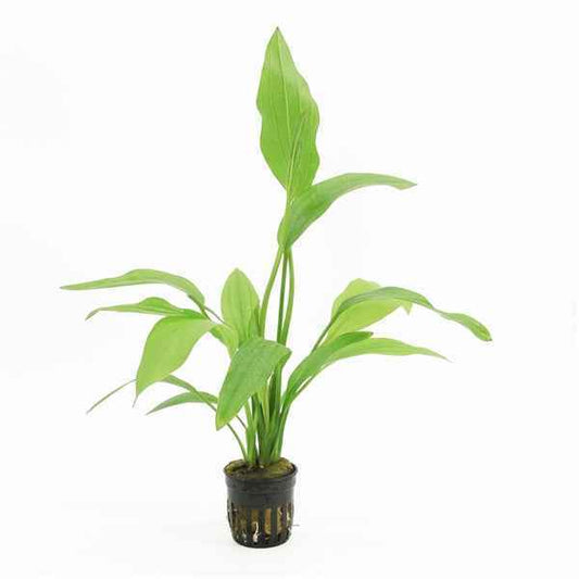 Echinodorus Argentinensis - Aquascape - Aquariumplants
