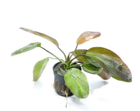 Echinodorus Barthii