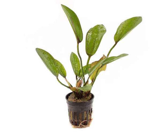 Echinodorus Big Bear - Aquascape - Aquariumplants