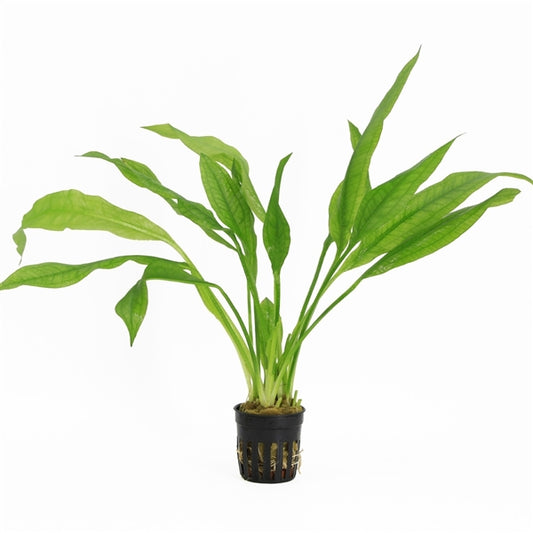 Echinodorus Bleheri - Aquascape - Aquariumplants
