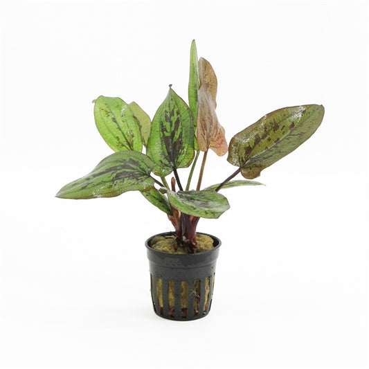 Echinodorus Chocolate Marble - Aquascape - Aquariumplants
