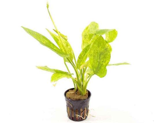 Echinodorus Cordifolius Marble