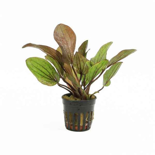 Echinodorus Fancy Twist