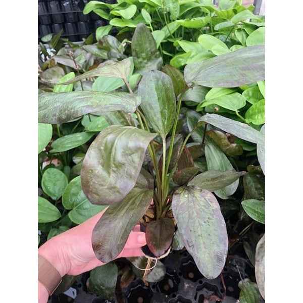 Echinodorus Fancy Twist - Aquascape - Aquariumplants