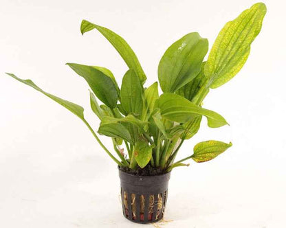 Echinodorus Gabrielii - Aquascape - Aquariumplants