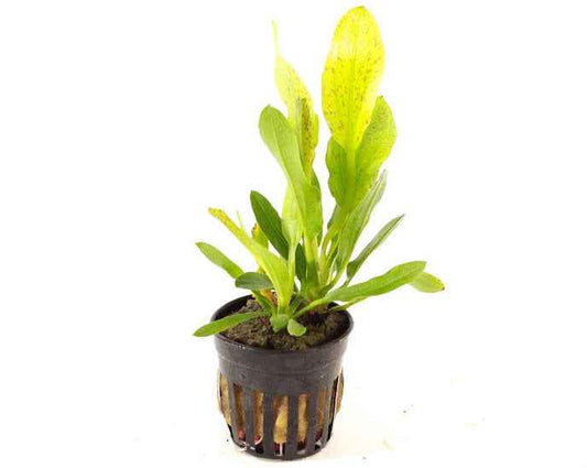 Echinodorus Granat