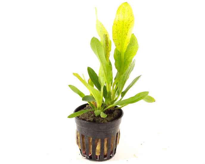 Echinodorus Granat - Aquascape - Aquariumplants