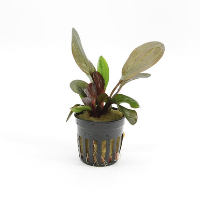Echinodorus Hadi Red Pearl - Aquascape - Aquariumplants