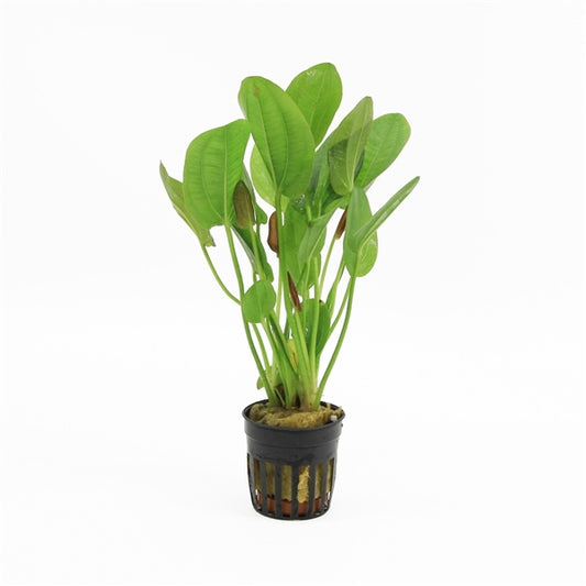 Echinodorus Harbich Green - Aquascape - Aquariumplants