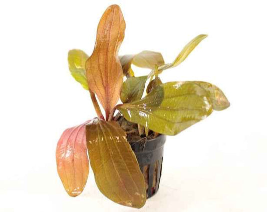 Echinodorus Harbich Red