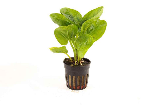 Echinodorus Horizontalis - Aquascape - Aquariumplants