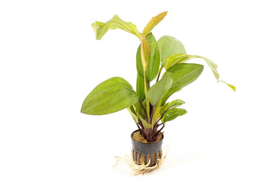 Echinodorus Ipica - Aquascape - Aquariumplants