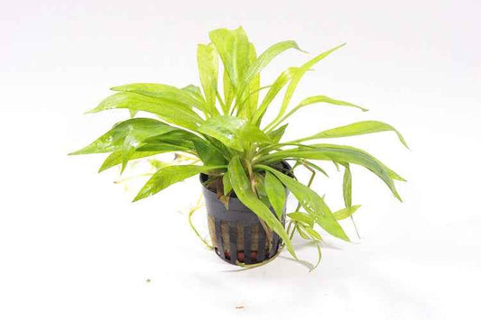 Echinodorus Magdalenensis - Aquascape - Aquariumplants
