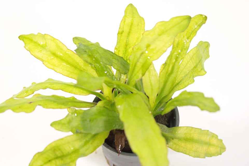 Echinodorus Major - Aquascape - Aquariumplants