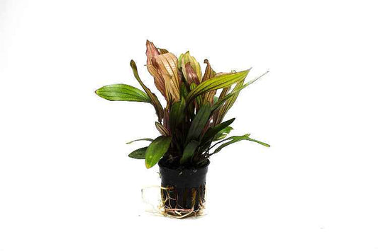 Echinodorus Miracle - Aquascape - Aquariumplants