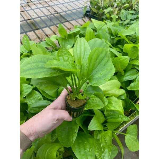 Echinodorus Muricatus - Aquascape - Aquariumplants