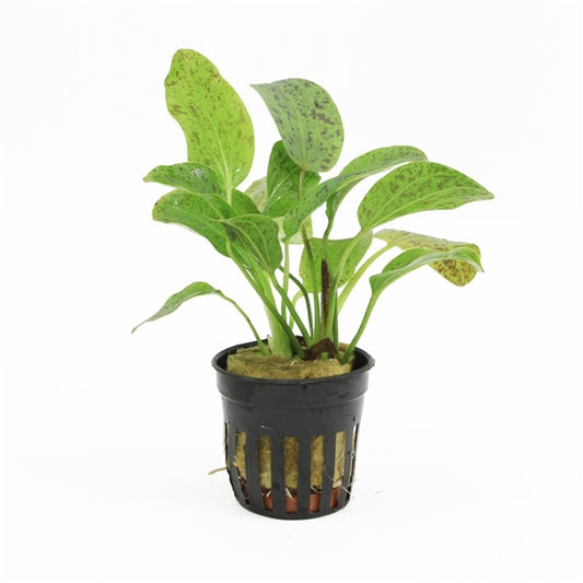 Echinodorus Ozelot Green - Aquascape - Aquariumplants