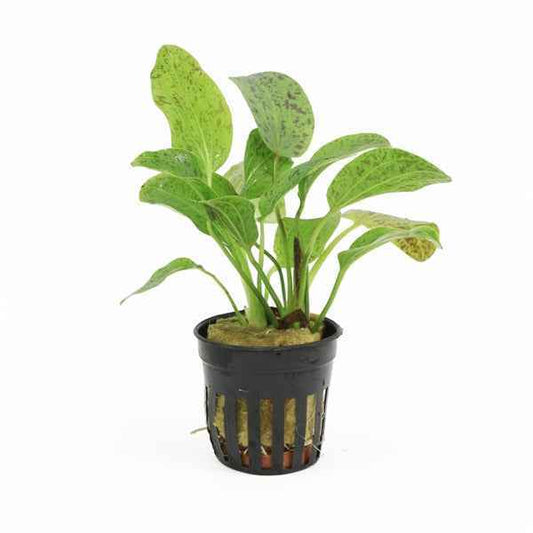 Echinodorus Ozelot Green - Aquascape - Aquariumplants