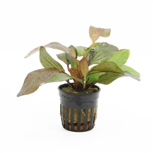 Echinodorus Ozelot Red - Aquascape - Aquariumplants