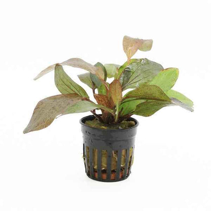 Echinodorus Ozelot Red - Aquascape - Aquariumplants