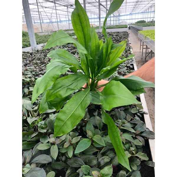Echinodorus Paniculatus - Aquascape - Aquariumplants