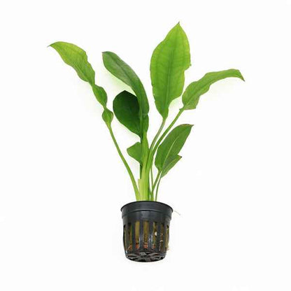 Echinodorus Paniculatus - Aquascape - Aquariumplants