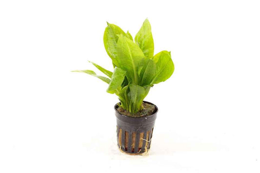 Echinodorus Parviflorus - Aquascape - Aquariumplants