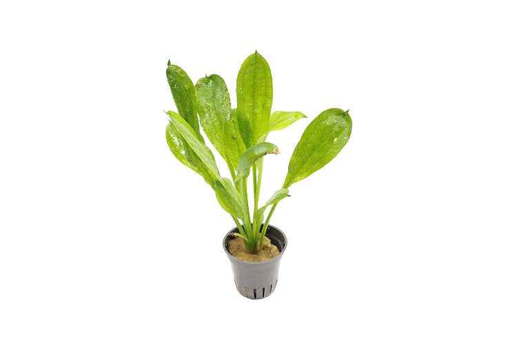 Echinodorus Parviflorus - Aquascape - Aquariumplants