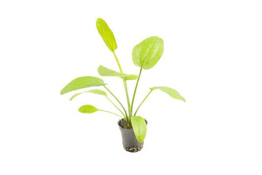 Echinodorus Radicans