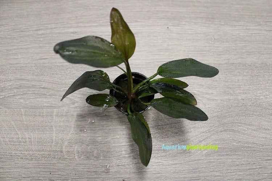 Echinodorus Red Chili