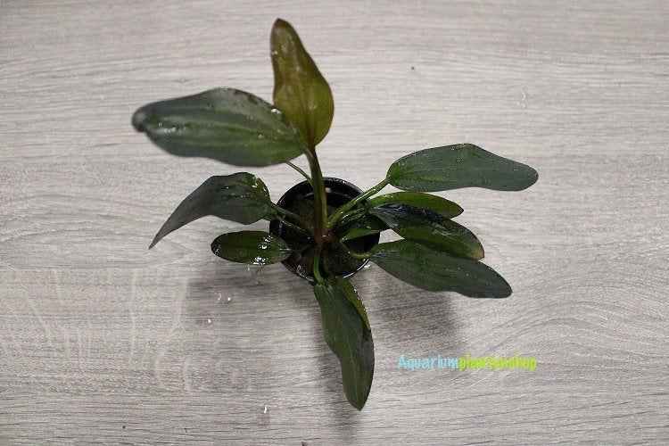 Echinodorus Red Chili - Aquascape - Aquariumplants