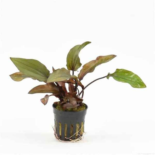 Echinodorus Red Devil - Aquascape - Aquariumplants