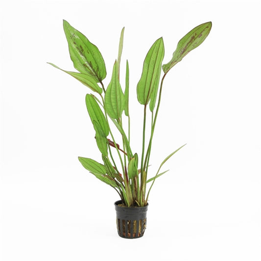 Echinodorus Red Diamond - Aquascape - Aquariumplants