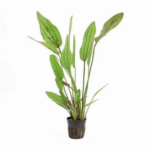 Echinodorus Red Diamond - Aquascape - Aquariumplants