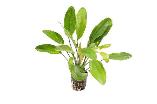 Echinodorus Reni