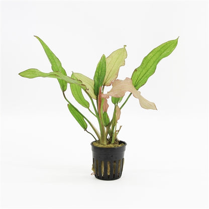 Echinodorus Rose - Aquascape - Aquariumplants