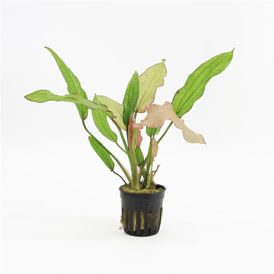 Echinodorus Rose - Aquascape - Aquariumplants