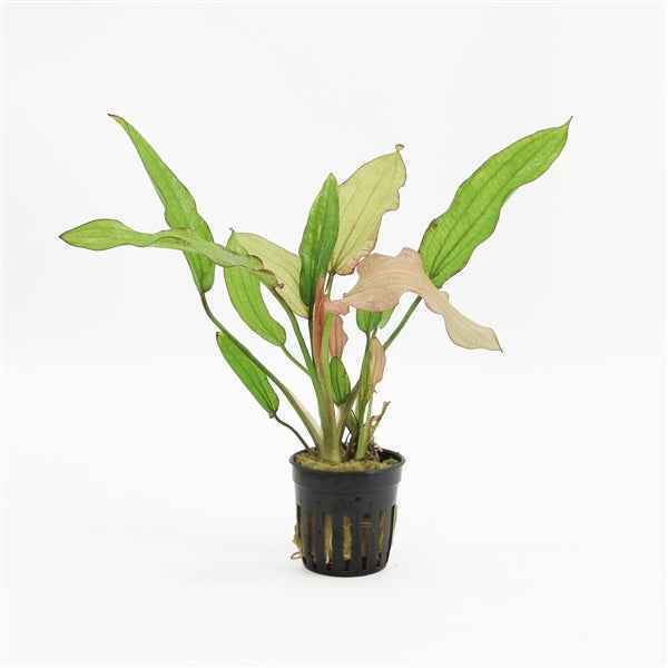 Echinodorus Rose - Aquascape - Aquariumplants