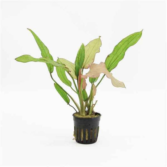 Echinodorus Rose - Aquascape - Aquariumplants