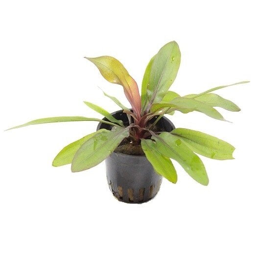 Echinodorus Rubin - Aquascape - Aquariumplants