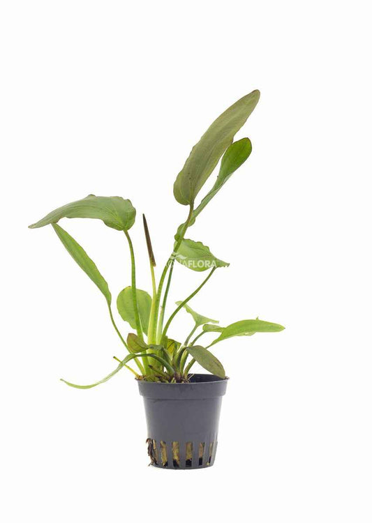 Echinodorus Osiris - Aquascape - Aquariumplants