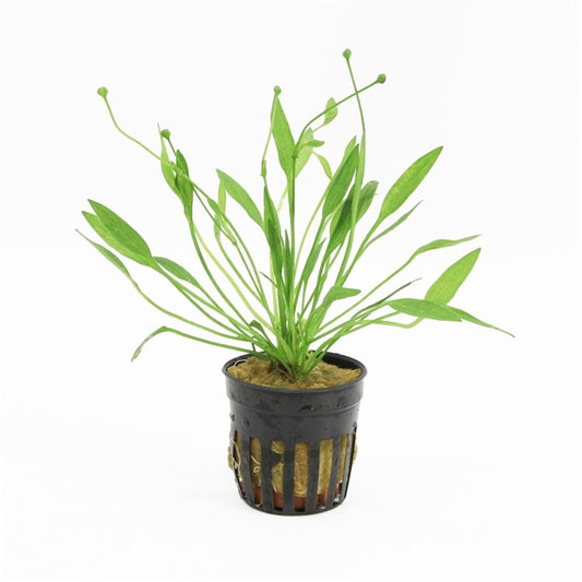 Echinodorus Tenellus - Aquascape - Aquariumplants
