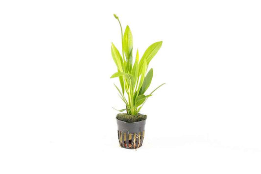 Echinodorus Uruguayensis - Aquascape - Aquariumplants