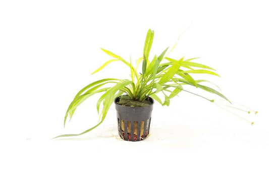 Echinodorus Xinguensis - Aquascape - Aquariumplants