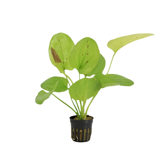 Echinodorus Yellow Sun - Aquascape - Aquariumplants
