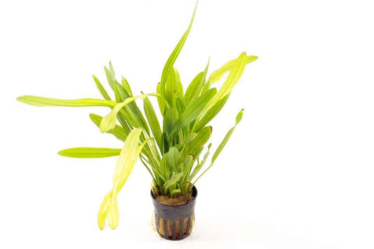 Echinodorus Horemanii Green