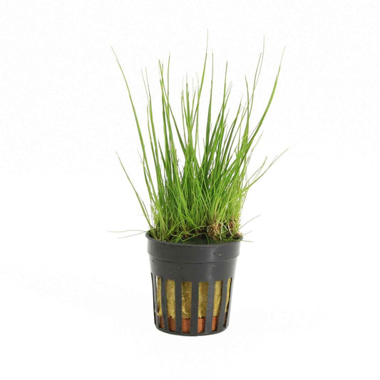 Eleocharis Acicularis - Aquascape - Aquariumplants