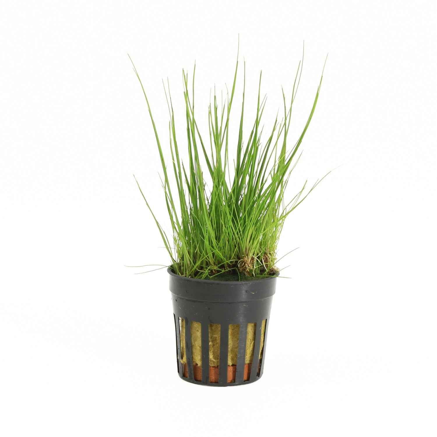 Eleocharis Acicularis - Aquascape - Aquariumplants