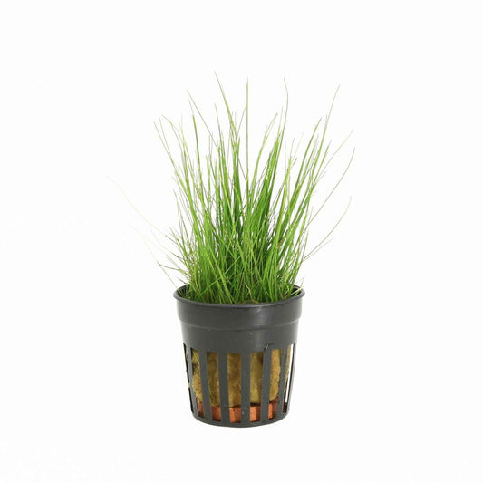 Eleocharis Parvula - Aquascape - Aquariumplants